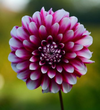 Bir yıldız çiçeğinin güzel yakın çekimi