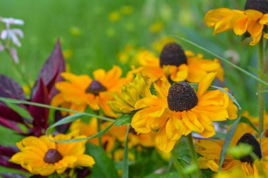 Rudbeckia 'nın güzel yakın çekimi