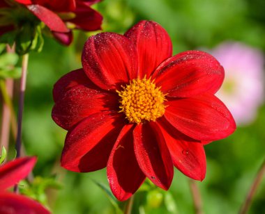 Bir yıldız çiçeğinin güzel yakın çekimi