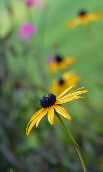 Vacker Närbild Rudbeckia — Stockfoto