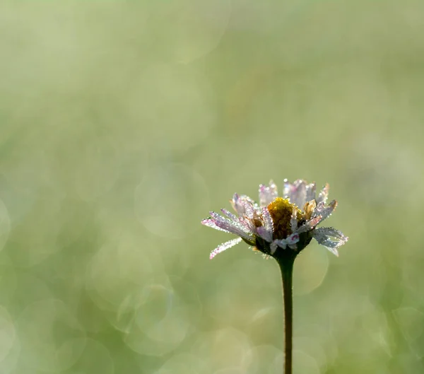 Krásná Zblízka Sedmikráska — Stock fotografie