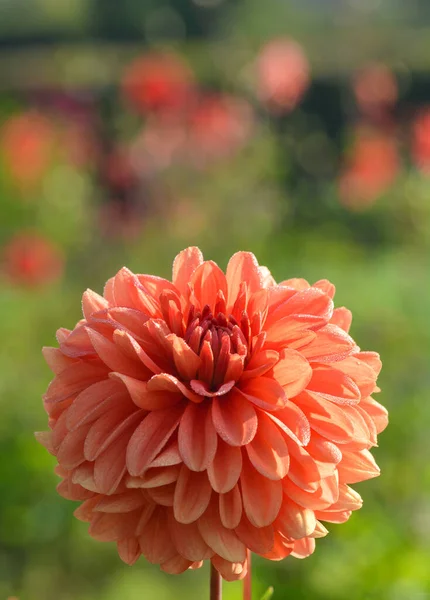 Beau Gros Plan Dahlia — Photo