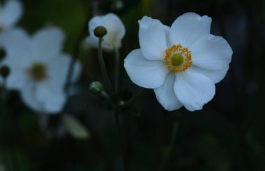 Japon şakayığının güzel yakın çekimi
