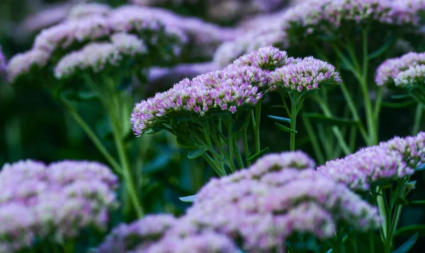 Hermoso Primer Plano Purpúreo — Foto de Stock