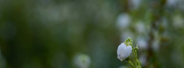 Daboecia 'nın güzel yakın çekimi