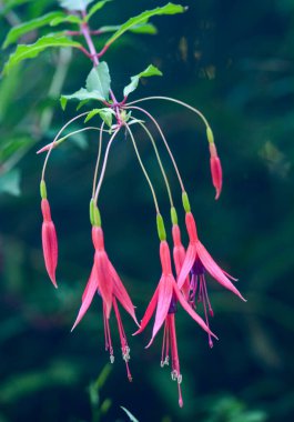 Bir fuşya 'nın güzel yakın çekimi