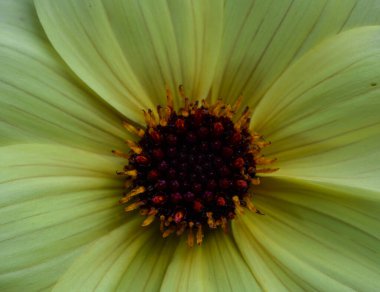 Bir yıldız çiçeğinin güzel yakın çekimi