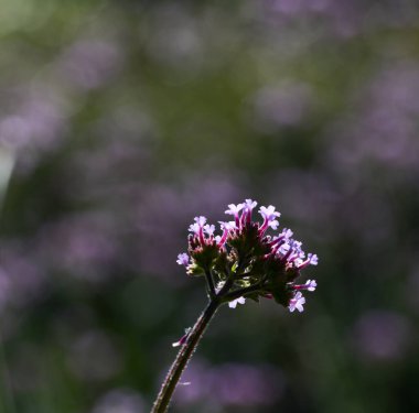 Vahşi bir verbenanın güzel yakın çekimi