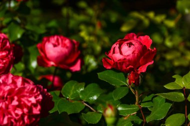 Bir gül güzel yakın çekim