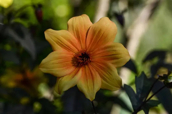 Bir Yıldız Çiçeğinin Güzel Yakın Çekimi — Stok fotoğraf