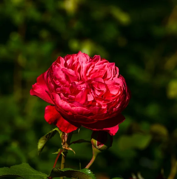 Beautiful Close Rose — Stock Photo, Image