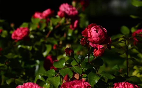 Beautiful Close Rose — Stock Photo, Image