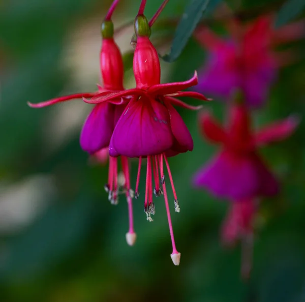 Beautiful Close Fuchsia — Stock Photo, Image