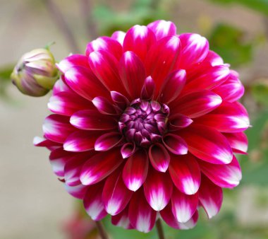 Bir yıldız çiçeğinin güzel yakın çekimi