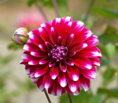 Bir yıldız çiçeğinin güzel yakın çekimi