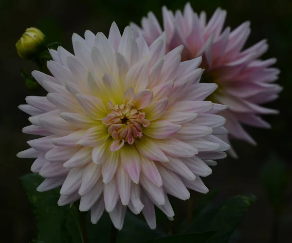 Beautiful Close Dahlia — Stock Photo, Image