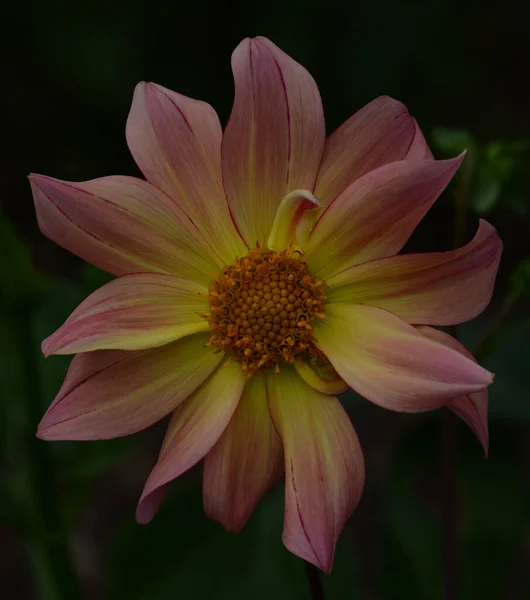 Beautiful Close Dahlia — Stock Photo, Image