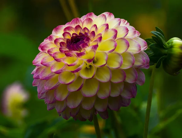 Mooie Close Van Een Dahlia — Stockfoto