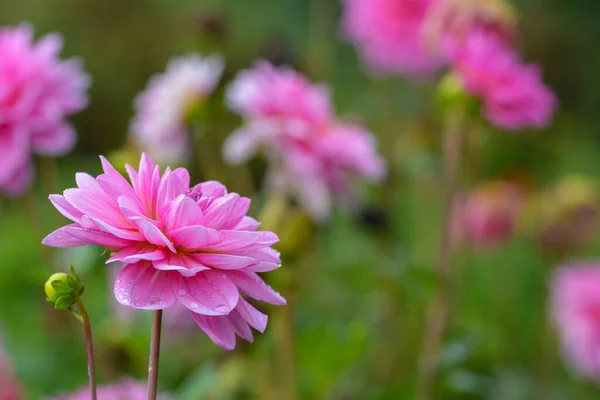 Beautiful Close Dahlia — Stock Photo, Image