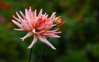 Bir yıldız çiçeğinin güzel yakın çekimi