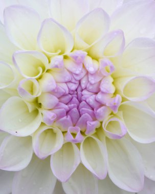 Bir yıldız çiçeğinin güzel yakın çekimi