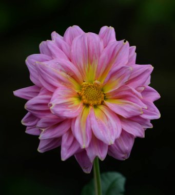 Bir yıldız çiçeğinin güzel yakın çekimi