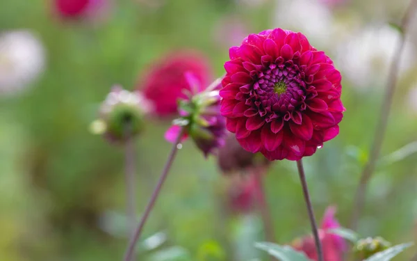 Beautiful Close Dahlia — Stock Photo, Image