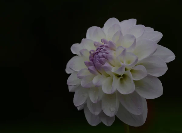 Bellissimo Primo Piano Una Dalia — Foto Stock