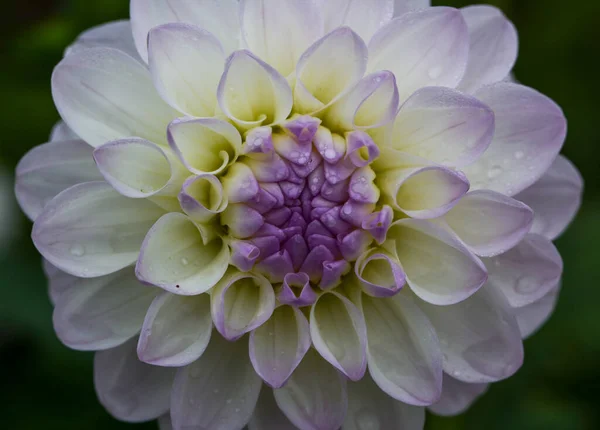 Beautiful Close Dahlia — Stock Photo, Image