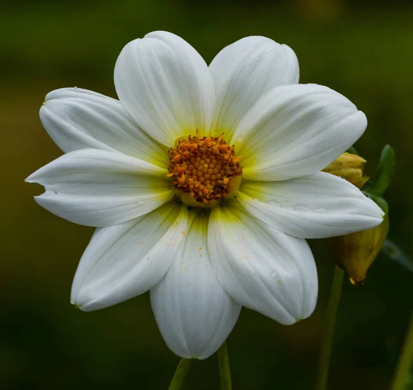 Beautiful Close Dahlia — Stock Photo, Image