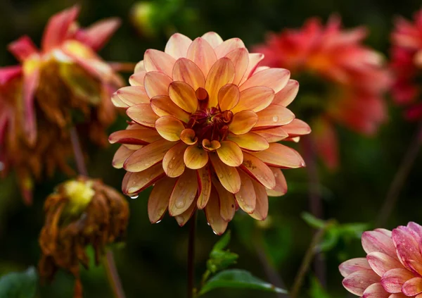 Mooie Close Van Een Dahlia — Stockfoto