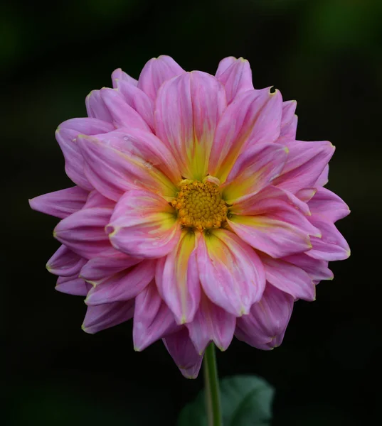 Beautiful Close Dahlia — Stock Photo, Image