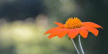 Bir Meksika ayçiçeğinin güzel yakın çekimi
