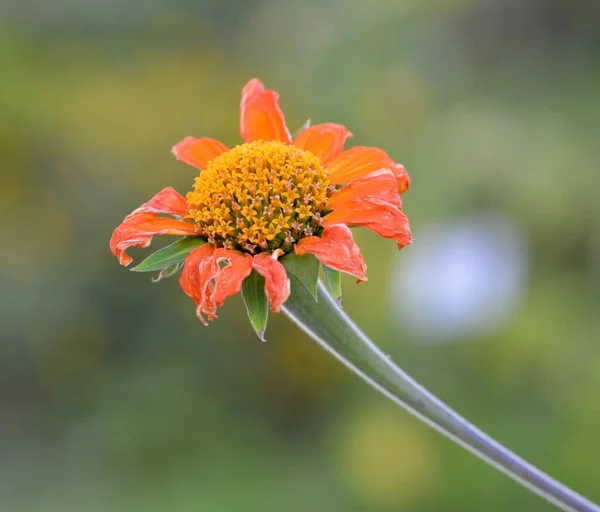 Bel Primo Piano Girasole Messicano — Foto Stock