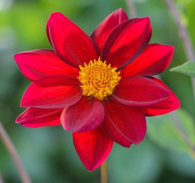 Bir yıldız çiçeğinin güzel yakın çekimi