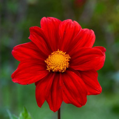 Bir yıldız çiçeğinin güzel yakın çekimi