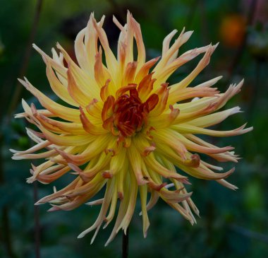 Bir yıldız çiçeğinin güzel yakın çekimi