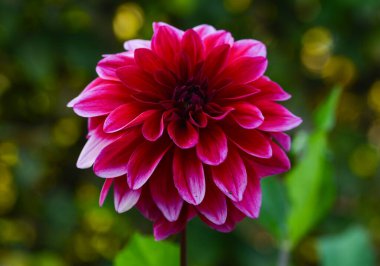 Bir yıldız çiçeğinin güzel yakın çekimi