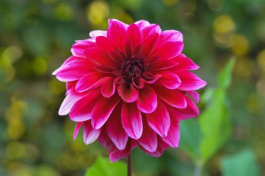 Bir yıldız çiçeğinin güzel yakın çekimi