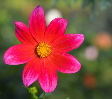 Bir yıldız çiçeğinin güzel yakın çekimi