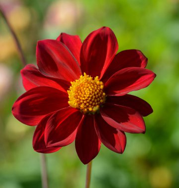 Bir yıldız çiçeğinin güzel yakın çekimi