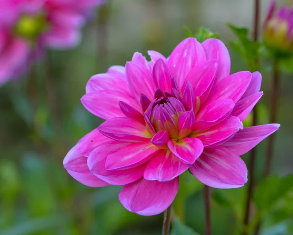 Bir Yıldız Çiçeğinin Güzel Yakın Çekimi — Stok fotoğraf