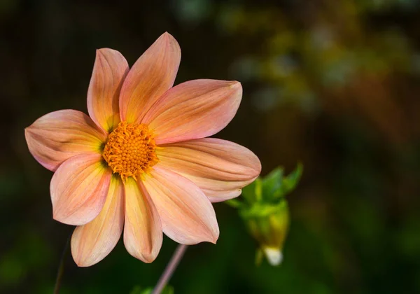 Bellissimo Primo Piano Una Dalia — Foto Stock