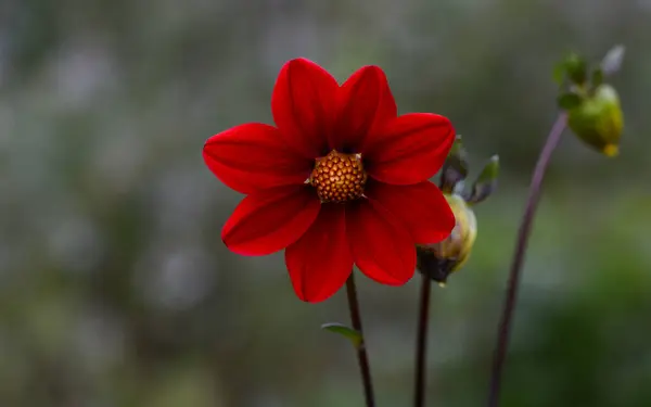 美丽的大丽花特写 — 图库照片