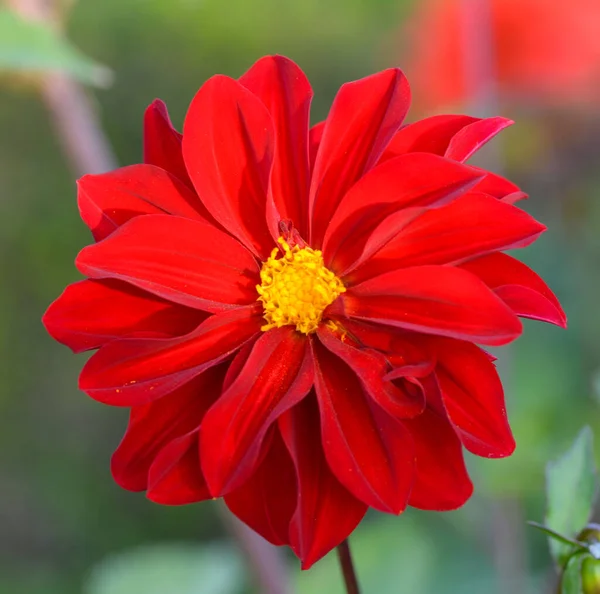 Beau Gros Plan Dahlia — Photo