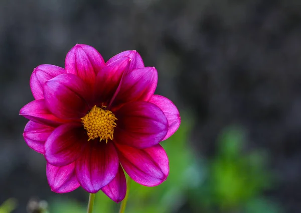 美丽的大丽花特写 — 图库照片