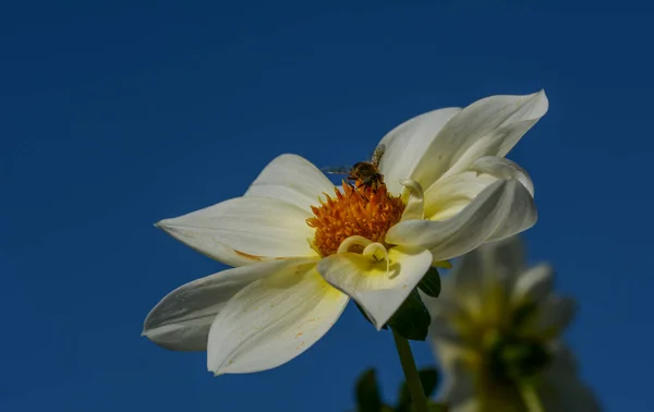 Beau Gros Plan Dahlia — Photo