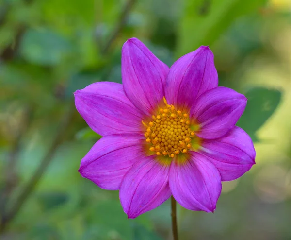 Beautiful Close Dahlia — Stock Photo, Image