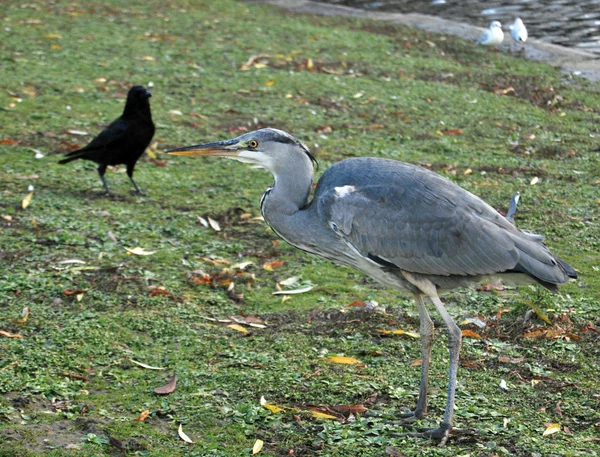 Regent 's Park — Fotografia de Stock