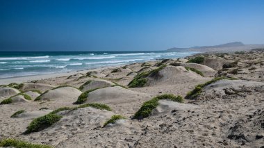 Praia de Atalanta 'da sakin bir kıyı manzarası Boa Vista, Cape Verde' de yeşil bitki örtüsüyle benekli rüzgarlı kum tepecikleri.